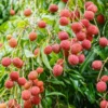 Lychee Seeds for Growing - 15 Fresh Litchi Fruit Seeds - Garden Seedlings