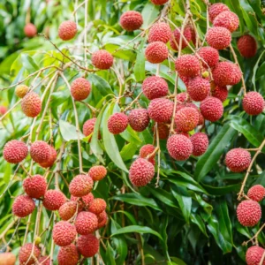 Lychee Seeds for Growing - 15 Fresh Litchi Fruit Seeds - Garden Seedlings