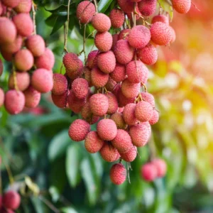 Lychee Seeds for Growing - 15 Fresh Litchi Fruit Seeds - Garden Seedlings