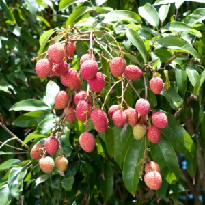 Lychee Seeds for Growing - 15 Fresh Litchi Fruit Seeds - Garden Seedlings