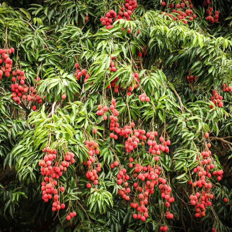 Lychee Tree Seeds - 15 Count - Grow Your Own Tropical Fruit Tree