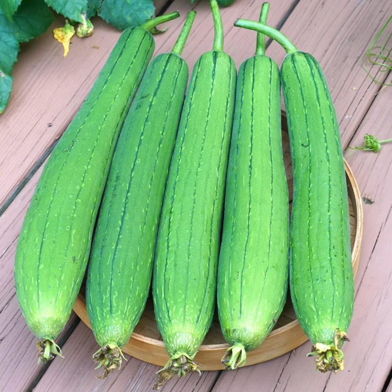 Luffa Gourd Seeds - 20 Pcs Vegetable Seeds for Planting