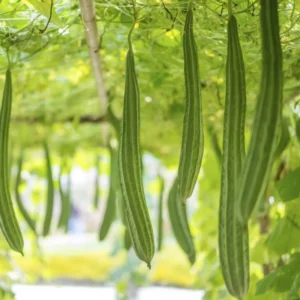 Luffa Gourd Seeds - 20 Pcs Vegetable Seeds for Planting