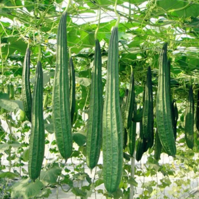 Luffa Gourd Seeds - 10 Pcs Vegetable Bitter Melon Seeds for Indoor/Outdoor Planting