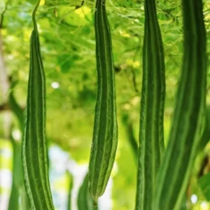 Luffa Gourd Seeds - 10 Pcs Vegetable Bitter Melon Seeds for Indoor/Outdoor Planting