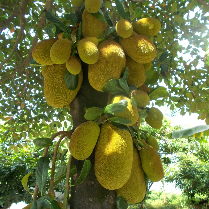 Jackfruit Seeds - 15 Tropical Tree Seeds for Planting Indoor or Outdoor
