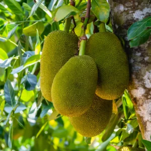 Jackfruit Seeds - 15 Tropical Tree Seeds for Planting Indoor or Outdoor