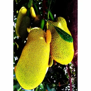 Jackfruit Seeds - 15 Tropical Tree Seeds for Planting Indoor or Outdoor