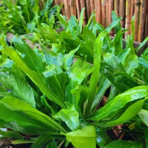 Culantro Seeds for Planting - Recao Cilantro - Indoor/Outdoor Herb Seeds