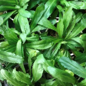 Culantro Seeds for Planting - Recao Cilantro - Indoor/Outdoor Herb Seeds