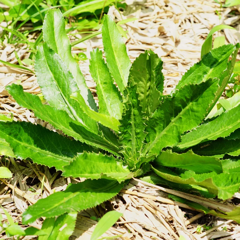 Culantro Seeds for Planting - Recao Cilantro - Indoor/Outdoor Herb Seeds