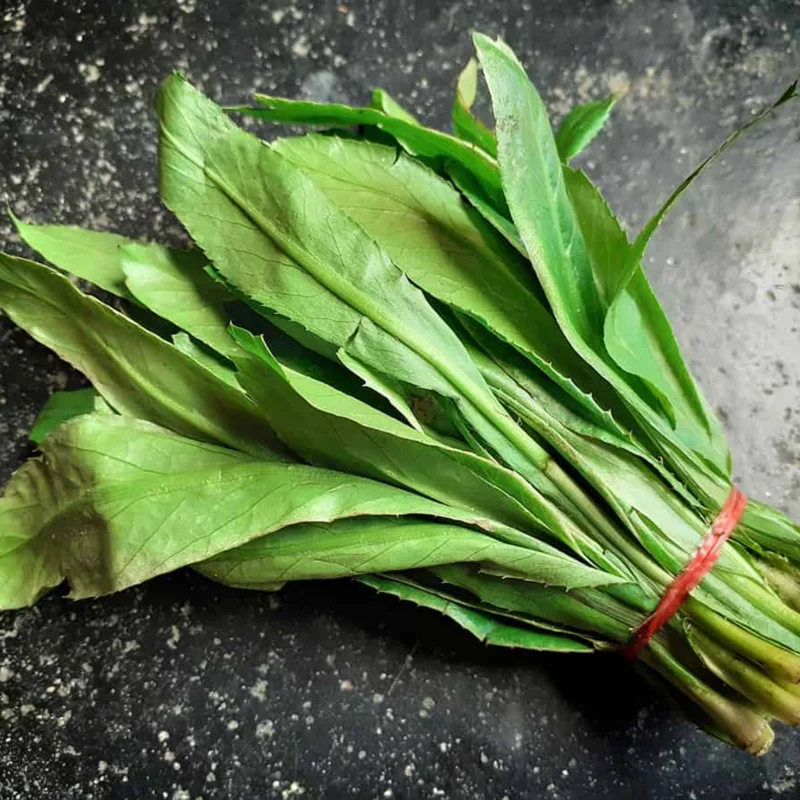 Culantro Seeds for Planting - Recao Cilantro - Indoor/Outdoor Herb Seeds