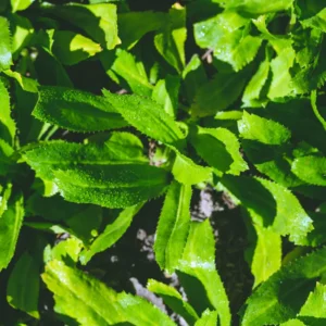 Culantro Seeds for Planting - Recao Cilantro - Indoor/Outdoor Herb Seeds