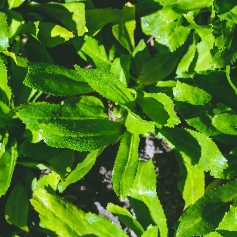 Culantro Seeds for Planting - Recao Cilantro - Indoor/Outdoor Herb Seeds