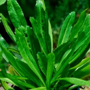 Culantro Seeds for Planting - Recao Cilantro, 1000 Pcs, Fast Growing