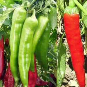 Hot Chili Pepper Seeds - Large Red Variety for Indoor & Outdoor Gardens