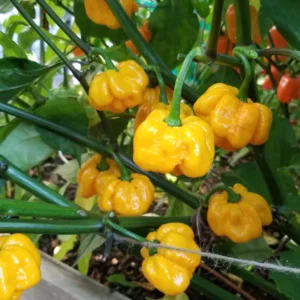 Yellow Scotch Bonnet Pepper Seeds - 20 Jamaican Hot Pepper Seeds Vegetable Home Garden