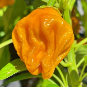 Yellow Scotch Bonnet Pepper Seeds - 20 Jamaican Hot Pepper Seeds Vegetable Home Garden