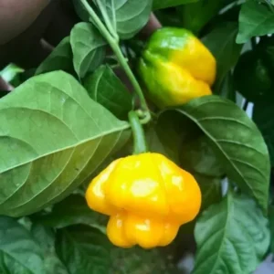 Yellow Scotch Bonnet Pepper Seeds - 20 Jamaican Hot Pepper Seeds Vegetable Home Garden
