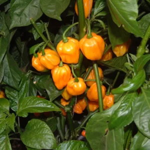 Yellow Scotch Bonnet Pepper Seeds - 20 Jamaican Hot Pepper Seeds Vegetable Home Garden