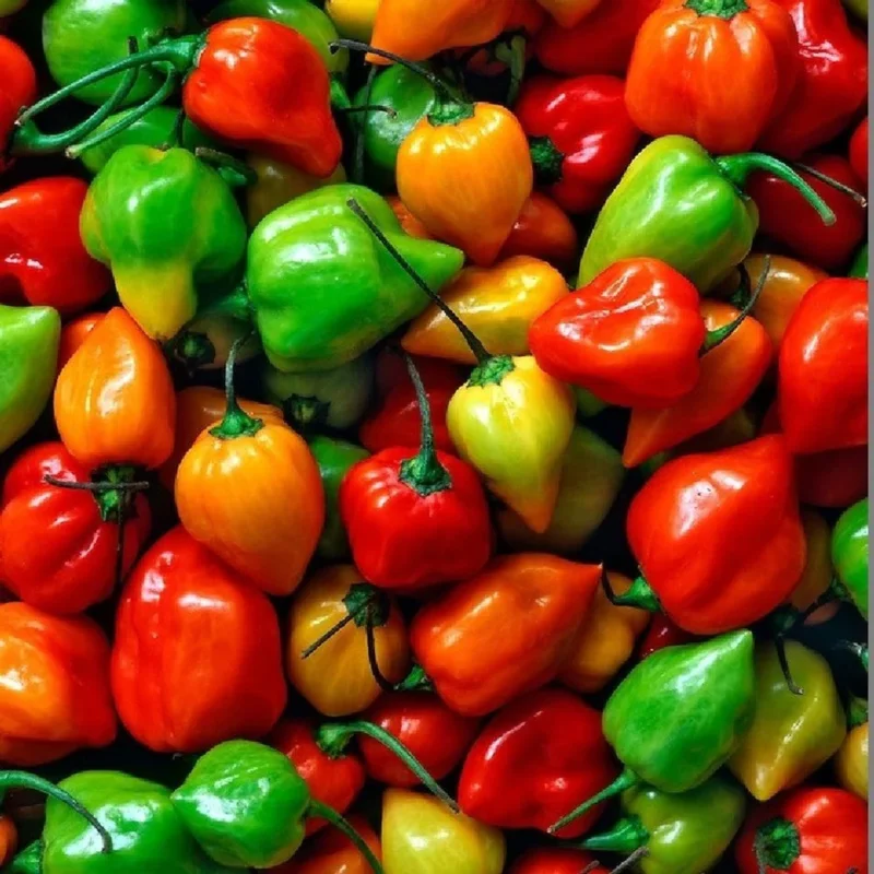 Mix Habanero Pepper Seeds - 50 Seeds - 4 Hot Varieties - For Planting