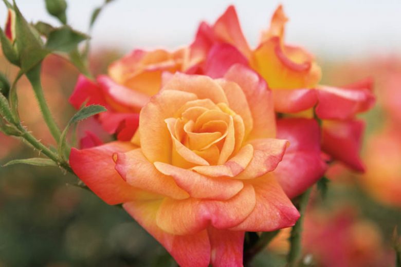 joseph's coat rose