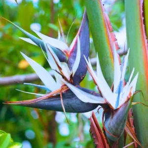 Bird of Paradise Plant Live Strelitzia Reginae 5-12 Inch Houseplant Indoor Outdoor