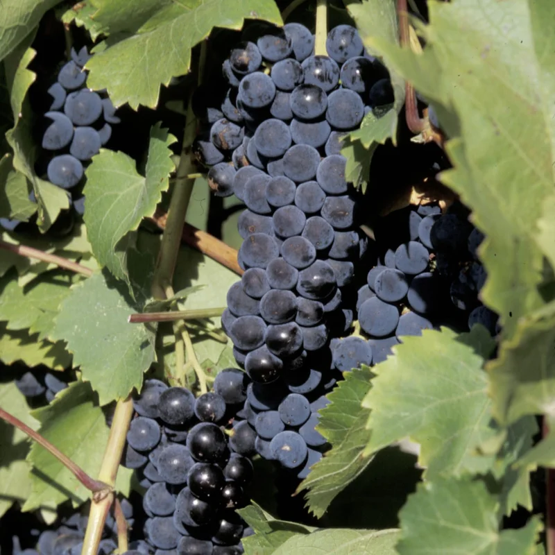 Live Grape Vine Plants - 2-3 Ft for Planting - 1-2 Year Old Grape Tree