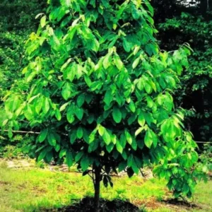Pawpaw Trees Live Plants - 2 1-Year-Old Paw Paw Banana Tree Plants 7-12 inch Outdoor Growing