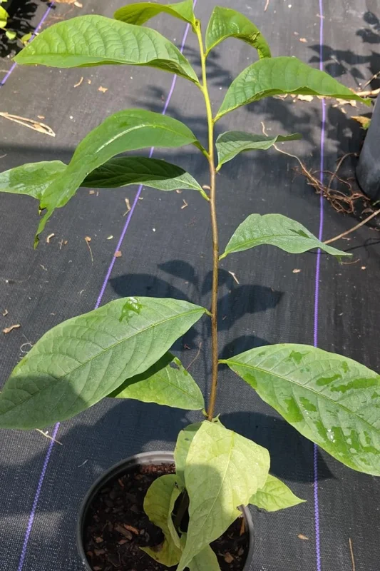 Pawpaw Trees Live Plants - 2 1-Year-Old Paw Paw Banana Tree Plants 7-12 inch Outdoor Growing