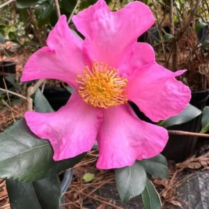 Pink Camellia Japonica Plant Live - 1 Feet Tall - 6" Pot - Fragrant