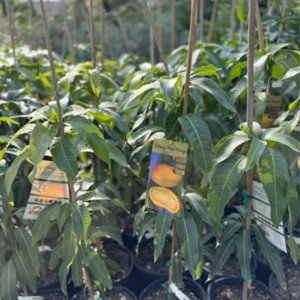 Carrie Mango Tree Live Plant - 1 Ft Tall Yellow Mango Tree in Pot