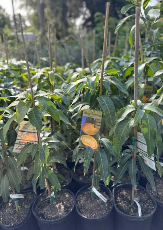 Carrie Mango Tree Live Plant - 1 Ft Tall Yellow Mango Tree in Pot