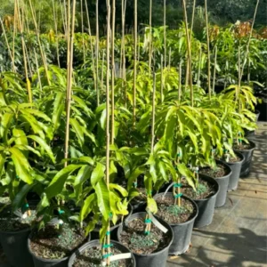 Carrie Mango Tree Live Plant - 1 Ft Tall Yellow Mango Tree in Pot