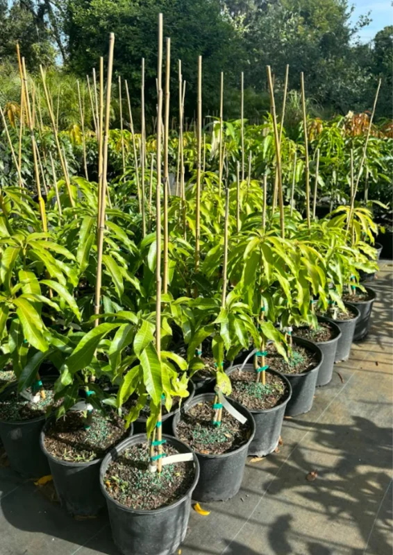 Carrie Mango Tree Live Plant - 1 Ft Tall Yellow Mango Tree in Pot