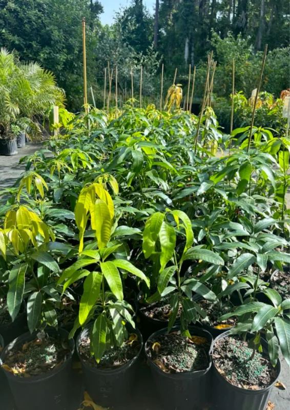 Carrie Mango Tree Live Plant - 1 Ft Tall Yellow Mango Tree in Pot