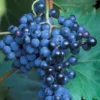 Grape Vine Plants Live for Planting, 2-3Ft Grape Vine Plant, Grape Tree, Grape Vines Live Plants, Grape Plants Live for Planting, Grape Vines Live Plants, 1 to 2 Year Old