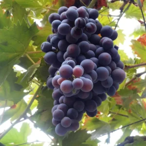 Grape Vine Plants Live for Planting, 2-3Ft Grape Vine Plant, Grape Tree, Grape Vines Live Plants, Grape Plants Live for Planting, Grape Vines Live Plants, 1 to 2 Year Old