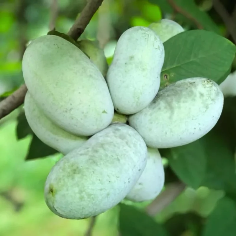 Pawpaw Trees Live Plants Pack - 1 Year Old Paw Paw Banana Tree Plant Outdoor