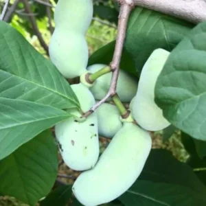 Pawpaw Trees Live Plants Pack - 1 Year Old Paw Paw Banana Tree Plant Outdoor