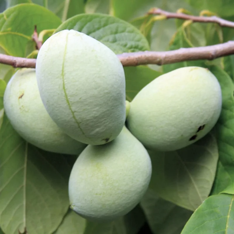 Pawpaw Trees Live Plants Pack - 1 Year Old Paw Paw Banana Tree Plant Outdoor