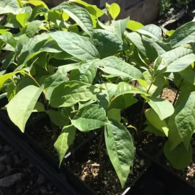 Pawpaw Trees Live Plants Pack - 1 Year Old Paw Paw Banana Tree Plant Outdoor