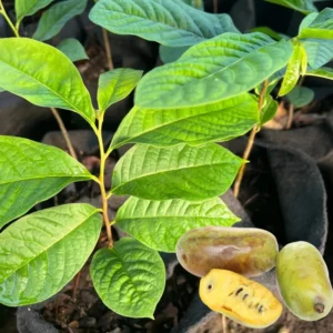 Pawpaw Trees Live Plants Pack - 1 Year Old Paw Paw Banana Tree Plant Outdoor