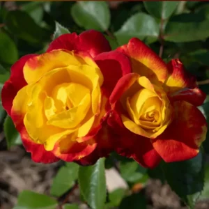 Climbing Rose Plant - Yellow Orange Fragrant Hybrid Tea Rose Bush