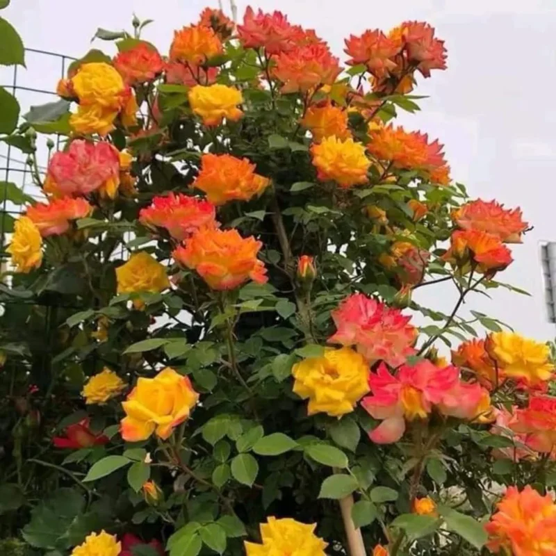 Climbing Rose Plant - Yellow Orange Fragrant Hybrid Tea Rose Bush