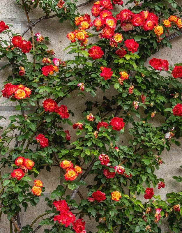 Climbing Rose Plant - Yellow Orange Fragrant Hybrid Tea Rose Bush