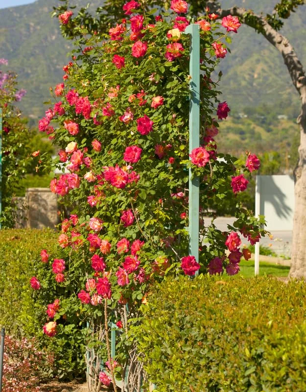 Climbing Rose Plant - Yellow Orange Fragrant Hybrid Tea Rose Bush