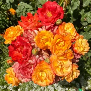 Climbing Rose Plant - Yellow Orange Fragrant Hybrid Tea Rose Bush
