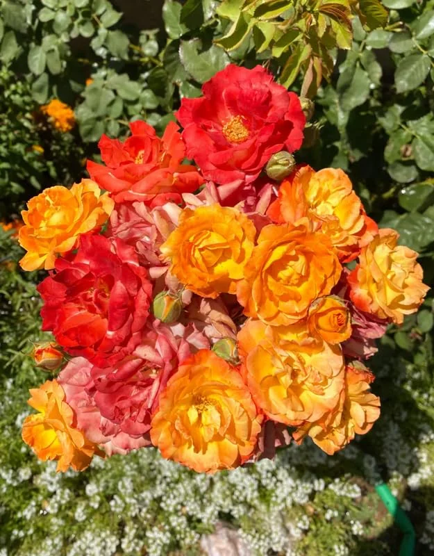 Climbing Rose Plant - Yellow Orange Fragrant Hybrid Tea Rose Bush