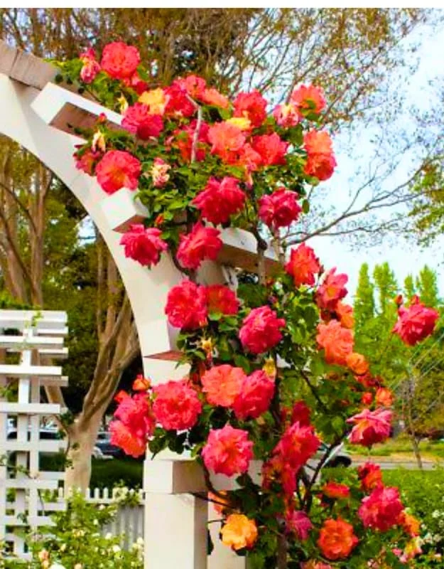 Climbing Rose Plant - Yellow Orange Fragrant Hybrid Tea Rose Bush